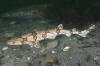 Chain catshark aka chain dogfish