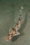 Chain catshark aka chain dogfish