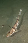 Chain catshark aka chain dogfish