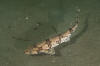 Chain catshark aka chain dogfish