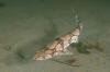 Chain catshark aka chain dogfish