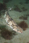 Chain catshark aka chain dogfish