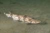 Chain catshark aka chain dogfish