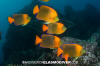 Clarion Angelfish