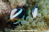 Clark's Anemonefish