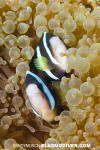 Clark's Anemonefish