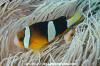 Clark's Anemonefish