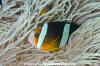 Clark's Anemonefish