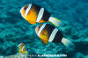 Clark's Anemonefish