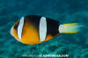 Clark's Anemonefish