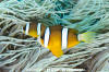 Clark's Anemonefish