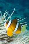 Clark's Anemonefish