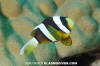 Clark's Anemonefish