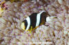 Clark's Anemonefish