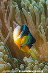 Clark's Anemonefish