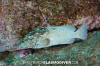 Clipperton Grouper