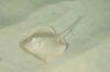 Common Stingaree