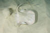 Common Stingaree picture