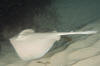 Common Stingaree image