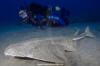 Common Angel Shark