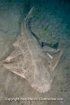 Common Angel Shark