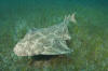 Common Angel Shark image