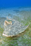 Common Angel Shark image