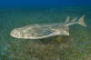 Angel Shark image