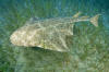 Common Angel Shark picture