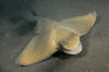 Common Eagle Ray image