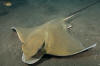 Common Eagle Ray 006