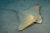 Common Eagle Ray pic