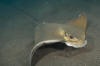 Common Eagle Ray picture