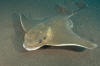 Common Eagle Ray image