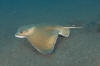 Common Eagle Ray picture