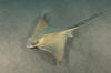 Common Eagle Ray image