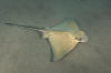 Common Eagle Ray 021