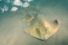 Common Stingrays following eachother