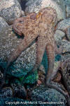 Common Octopus