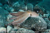 Common Octopus