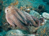 Common Octopus 