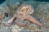 Common Octopus