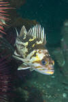 Copper Rockfish