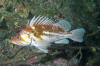 Copper Rockfish