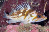 Copper Rockfish