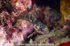 Copper Rockfish Juvenile