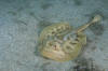 Cortez Round Stingray picture