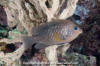 Cortez Damselfish