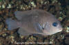 Cortez Damselfish