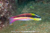 Cortez Rainbow Wrasse